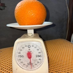 今治市発大玉清見　　5㎏の画像