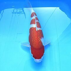 全国大会用・大石養鯉場産！銀鱗紅白メス！最高の型付きの逸品鯉・激安販売！！の画像