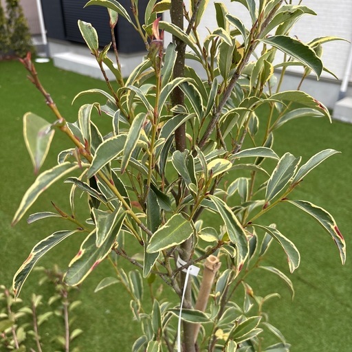 植木　フイリサカキ