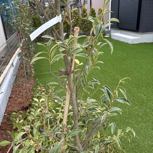 植木　フイリサカキ