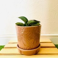 サンスベリア　パテンス　観葉植物　鉢植え　そのまま飾れる　無機質の土の画像