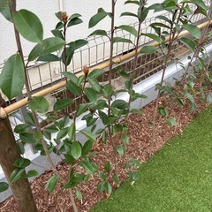 植木　レッドロビンの画像