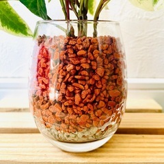 へデラ　斑入り　観葉植物　ハイドロカルチャー　セラミスの画像