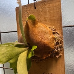 コウモリランの画像