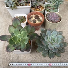 多肉植物　多肉　セダム　鉢付　15鉢以上の画像