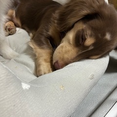 mix犬　チワックス　R.7.09.13