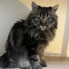 【募集停止中】⭐︎生後5.6ヶ月くらいの長毛キジトラくん⭐︎