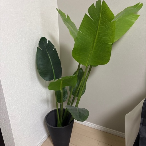 ✨早い者勝ち✨大幅値下げ✨ストレチア　人工観葉植物