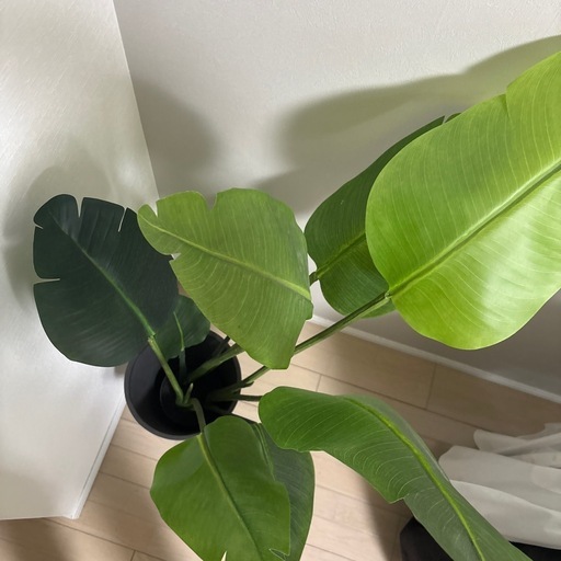 ストレチア　人工観葉植物