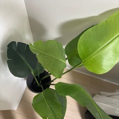 ストレチア　人工観葉植物の画像