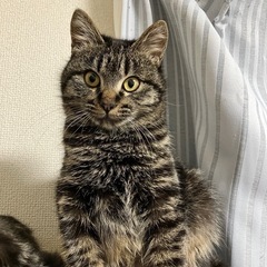 【募集停止中】生後5.6ヶ月くらいのキジトラくん⭐︎