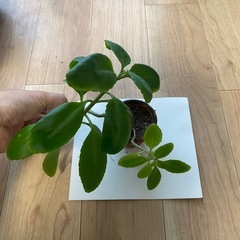 マザーリーフ　子宝草　観葉植物の画像