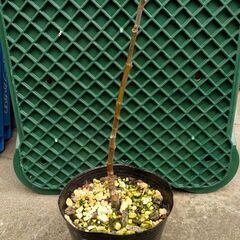 イチジク苗木　イラキの画像