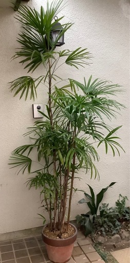 ?棕櫚竹(シュロチク)観葉植物D