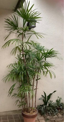 ?棕櫚竹(シュロチク)観葉植物D