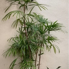 🪴棕櫚竹(シュロチク)観葉植物Dの画像