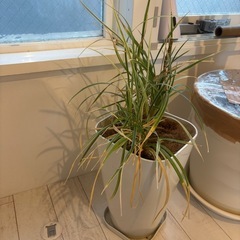 オーガスタ、セローム、コンシンネの画像