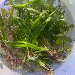 水草たくさん！の画像