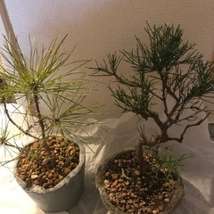お値段相談可　2点セット盆栽
好きな方の画像