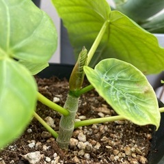 観葉植物　モンステラ等の画像