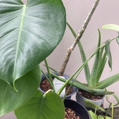 観葉植物　モンステラ等の画像