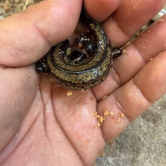 沖縄県内手渡しのみ対応自家繁殖強金箔シリケンイモリCB個体1匹2000円の画像