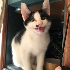 家族になって下さる方を探しています。