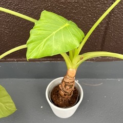 観葉植物　クワズイモ　ハートの葉の画像