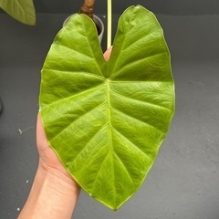 観葉植物　クワズイモ　ハートの葉の画像
