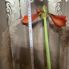 鉢ごとお渡しします　アマリリス　オレンジ　巨大球根　もうすぐ開花の画像