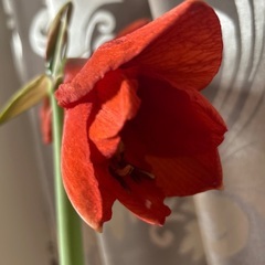 鉢ごとお渡しします　アマリリス　オレンジ　巨大球根　もうすぐ開花の画像