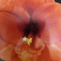 鉢ごとお渡しします　アマリリス　オレンジ　巨大球根　もうすぐ開花の画像