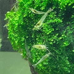 ウィーピングモス 水草(～3/8まで)の画像