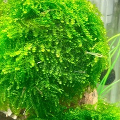 ウィーピングモス 水草(～3/8まで)の画像