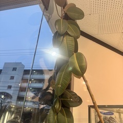 ゴムの木の画像