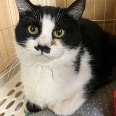 生後6.7ヶ月くらいのちょび髭なハチワレくん♪