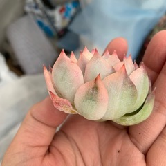 チワワエンシス錦の画像