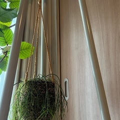 観葉植物(リプサリス)ハンギングバスケット付きの画像