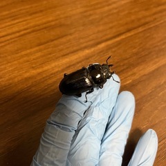 能勢産オオクワガタトリオ②の画像