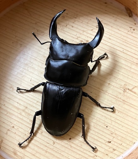 ???オオクワガタ トリオshima川西 ♂80.5mm ♀56mm  ♀54.5mm 　❗️オマケ付き❗️即ブリ ❾ 産卵一番も同時