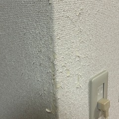 クロス補修、又は張り替え