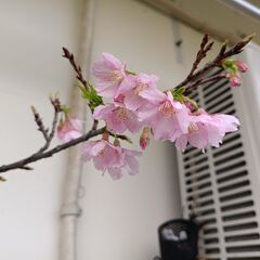 植物【鉢植え寒緋桜】１点のみの画像