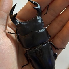 【90ミリオーバー】グランディスオオクワガタ ペア　インドグランディスの画像