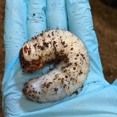 ネプチューンオオカブト　3齢幼虫 ペアの画像
