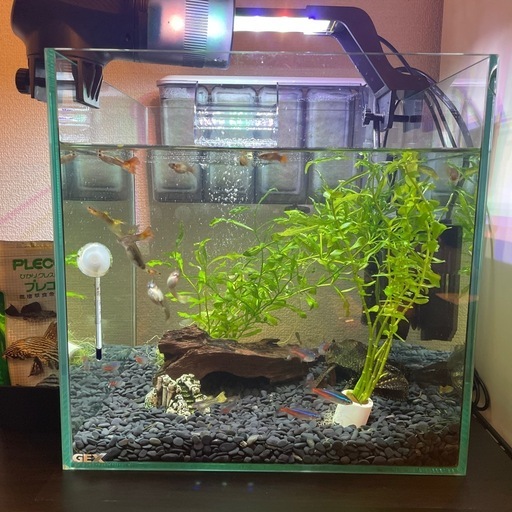 熱帯魚　グッピー・テトラ・プレコ