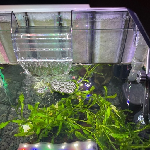 熱帯魚　グッピー・テトラ・プレコ