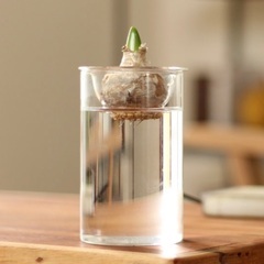 水耕栽培　フラワーベースの画像