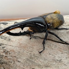 飼いきれなくなった外国産カブトムシ、カナブン、クワガタの幼虫を引...