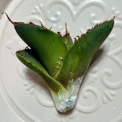 🌟No.33🌟 【ローズ】もぎたて天芽小株 pic2,3,4の画像