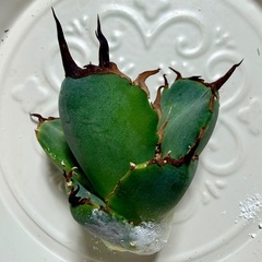 🌟No.34🌟 【阿修羅】もぎたて天芽小株 pic2,3,4の画像